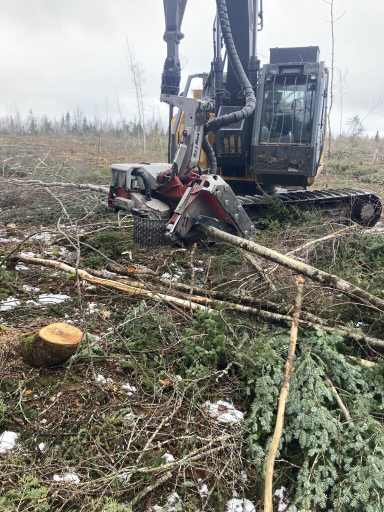 Forestry pic 2