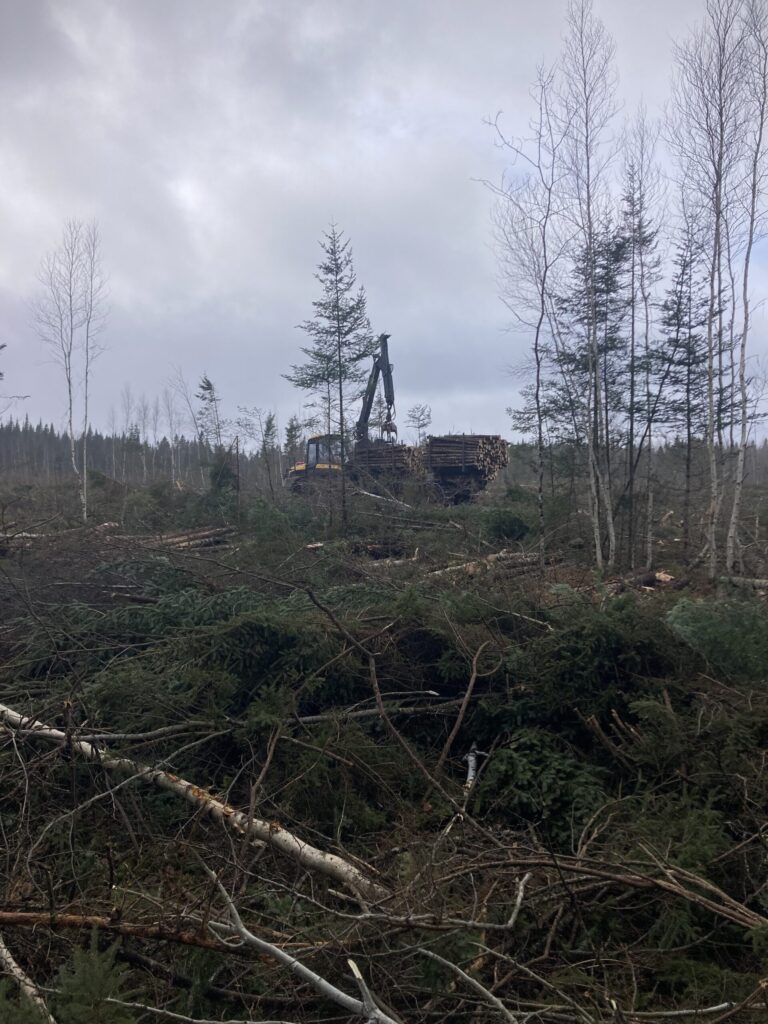 Forestry pic